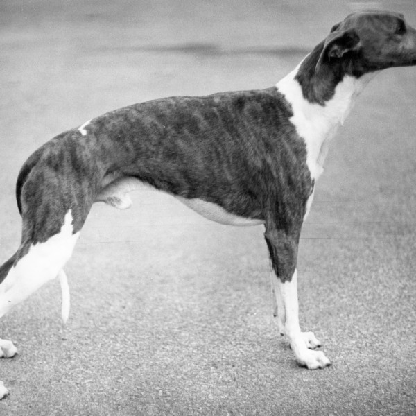 Ch Mispickel Mazurka Of Zarcrest