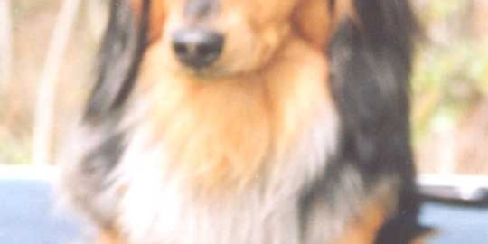 MOSSTOWIE SILVER WARRIOR AT ZARCREST