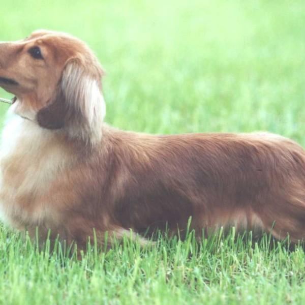 Ch (UK & IR) Zarcrest Gold Celebrity