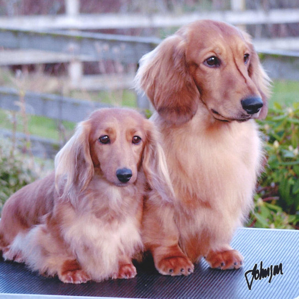 Ch (UK & IR) Zarcrest Gold Celebrity