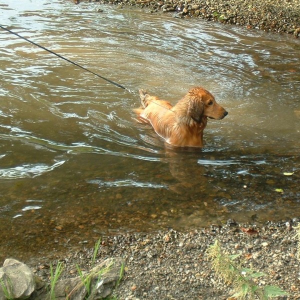 Brianolf Hi Falutin At Zarcrest