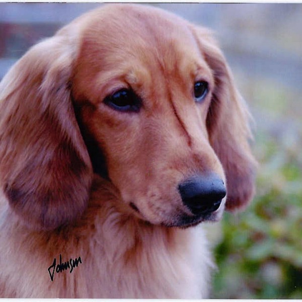 Brianolf Hi Falutin At Zarcrest