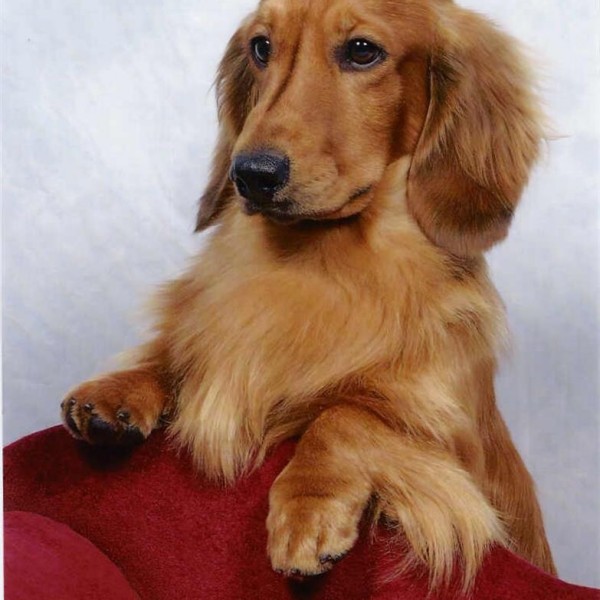 Brianolf Hi Falutin At Zarcrest