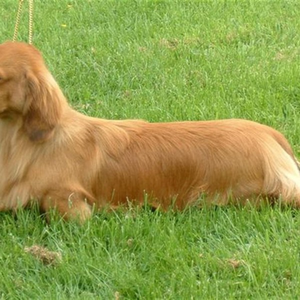 Brianolf Hi Falutin At Zarcrest