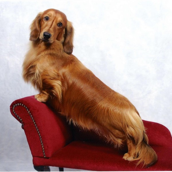 Brianolf Hi Falutin At Zarcrest