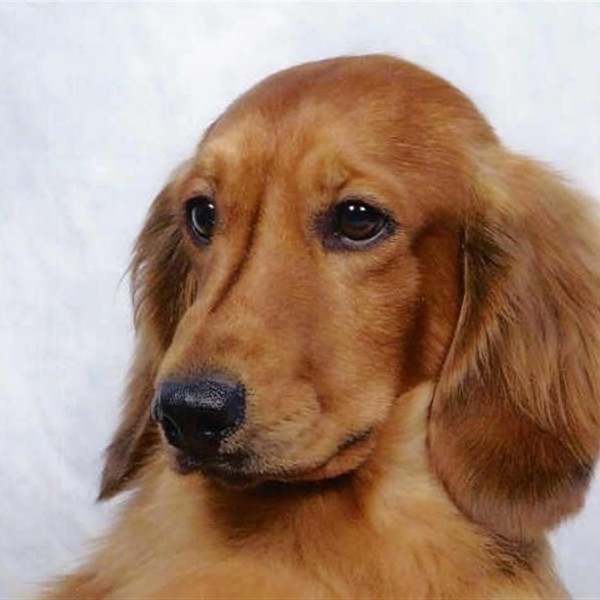 Brianolf Hi Falutin At Zarcrest