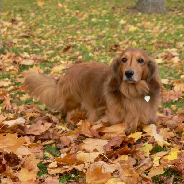 Brianolf Hi Falutin At Zarcrest