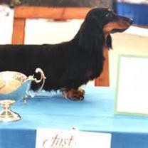 Ch Zarcrest Ace of Diamonds