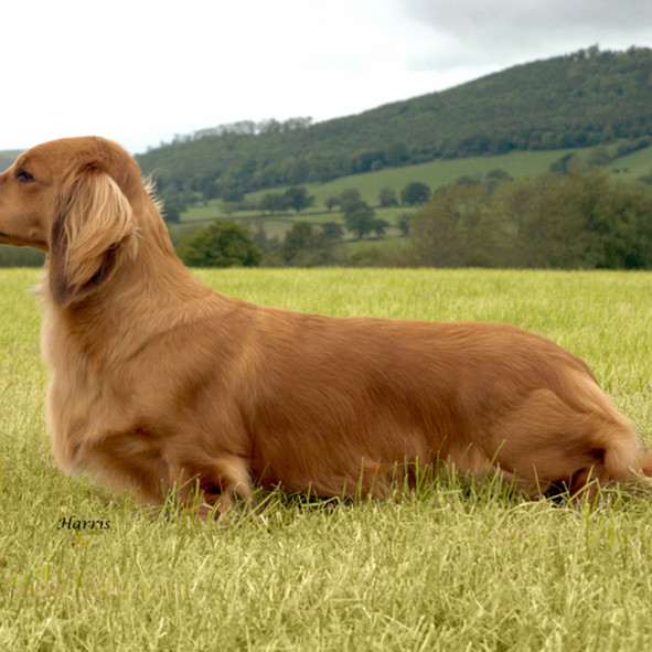 CH. FRANKANWEN HIGH LIGHT ON ZARCREST