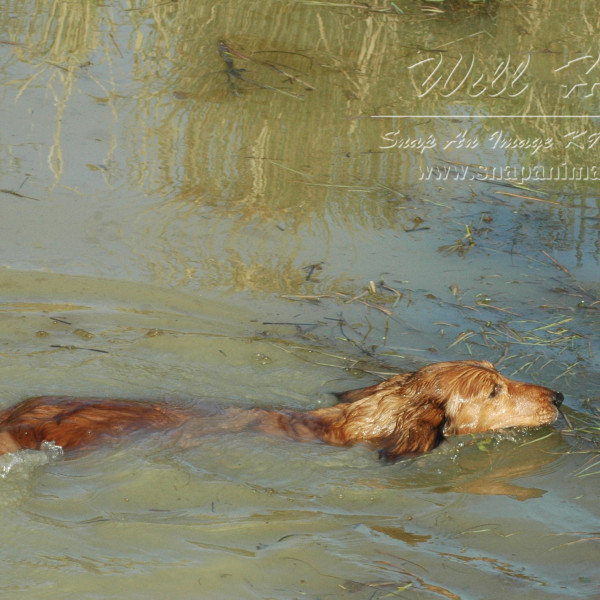 CH. FRANKANWEN HIGH LIGHT ON ZARCREST