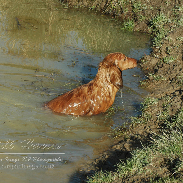 CH. FRANKANWEN HIGH LIGHT ON ZARCREST