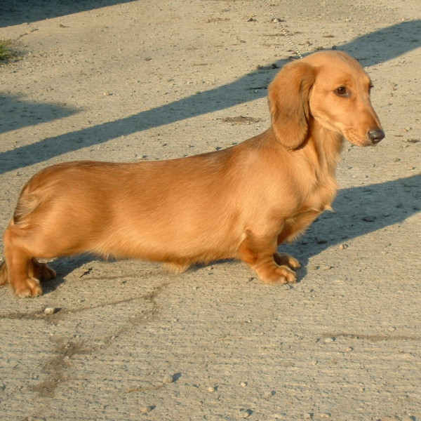 CH. FRANKANWEN HIGH LIGHT ON ZARCREST