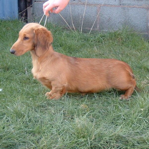 CH. FRANKANWEN HIGH LIGHT ON ZARCREST