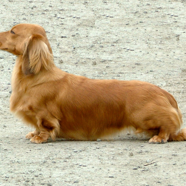 CH. FRANKANWEN HIGH LIGHT ON ZARCREST