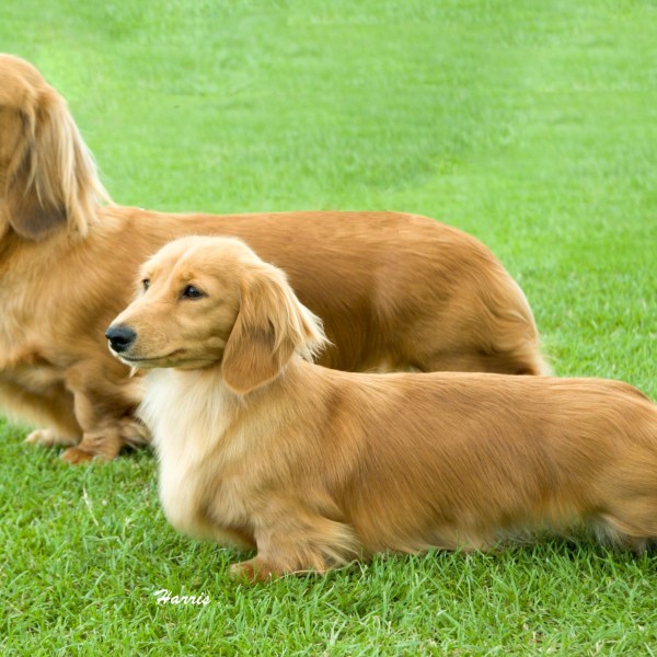 CH. FRANKANWEN HIGH LIGHT ON ZARCREST