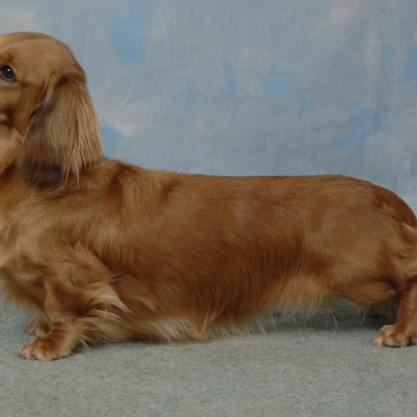 CH. FRANKANWEN HIGH LIGHT ON ZARCREST