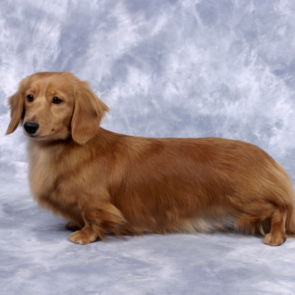 Ch Zarcrest Gold Legacy