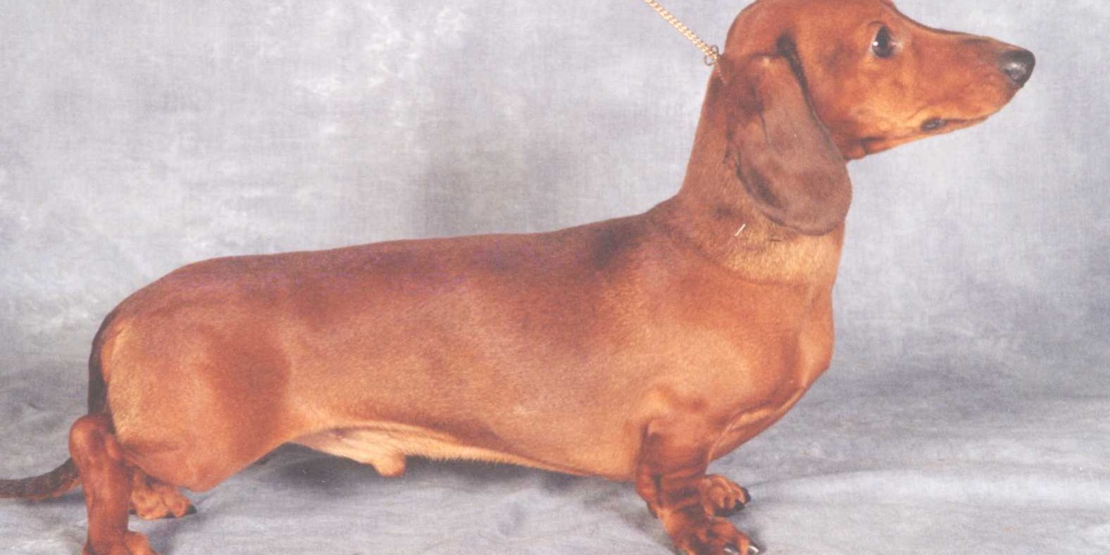 CH RADCLYFFE IMMORTA AT ZARCREST