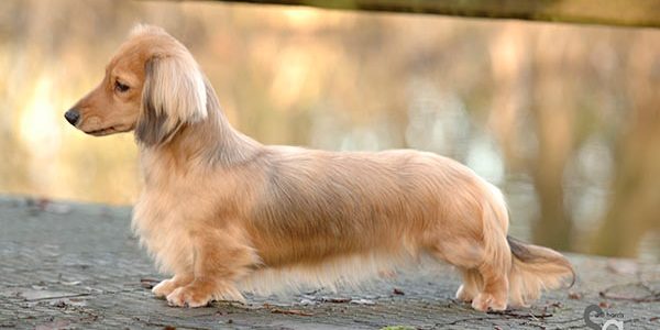 Ch Doujac Erin At Zarcrest