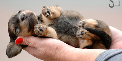 Ch Zarcrest Ice Conqueror