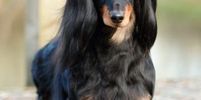 Ch Zarcrest Special Effects For Frankanwen