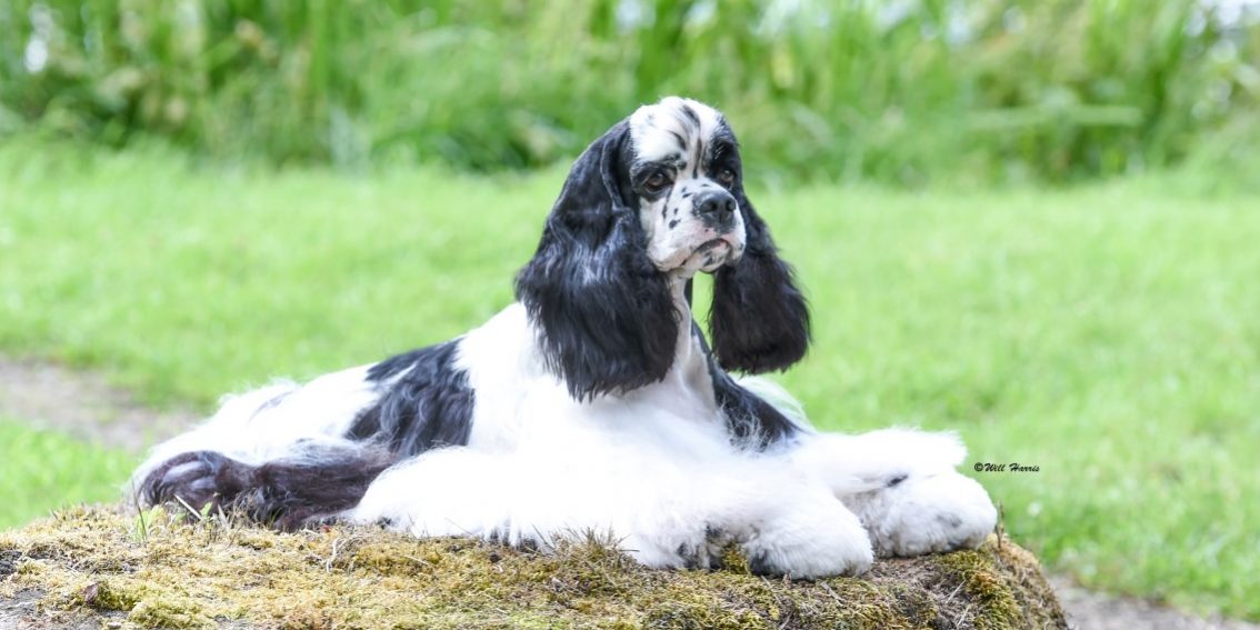 Sh Ch Mischtikals Texas YW14, W14, W16