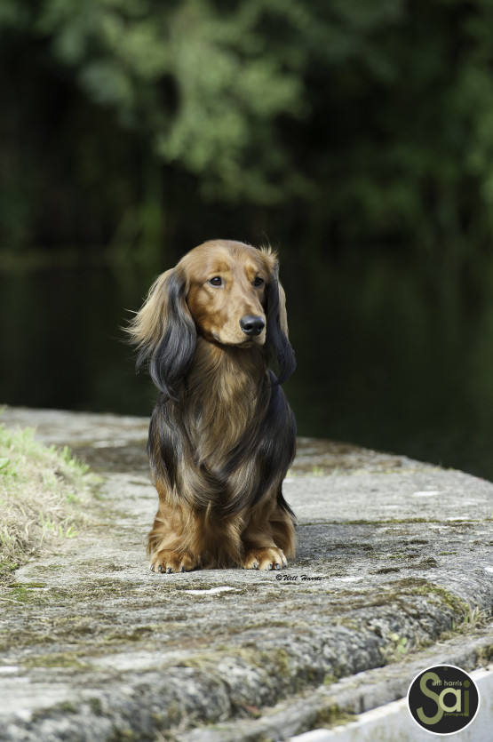 Ch Zarcrest Hugo Boss