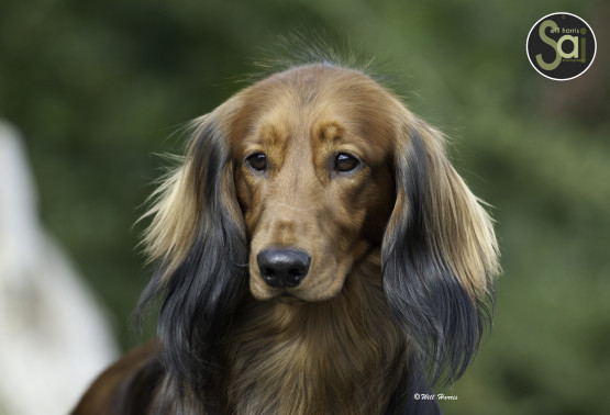 Ch Zarcrest Hugo Boss