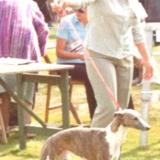 CH MISPICKEL MAZURKA AT ZARCREST