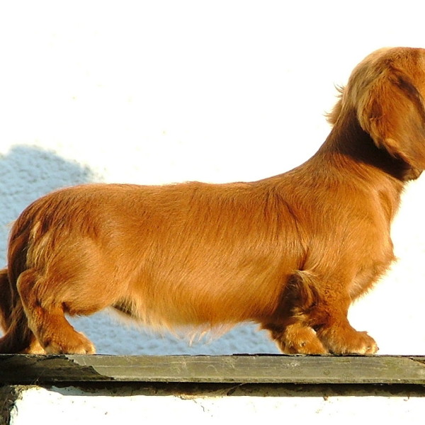 Zarcrest Gold Spirit