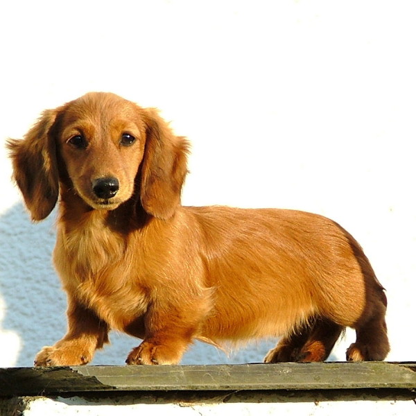 Zarcrest Gold Spirit