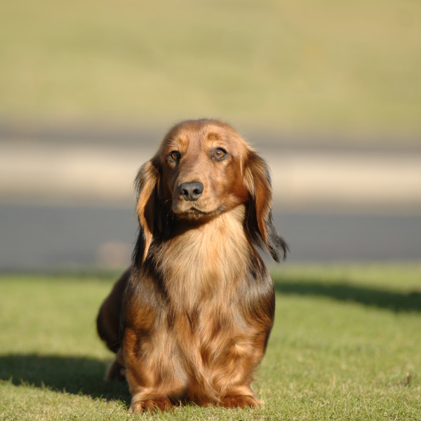 Zarcrest Gabriela Sabatini At Darsoms
