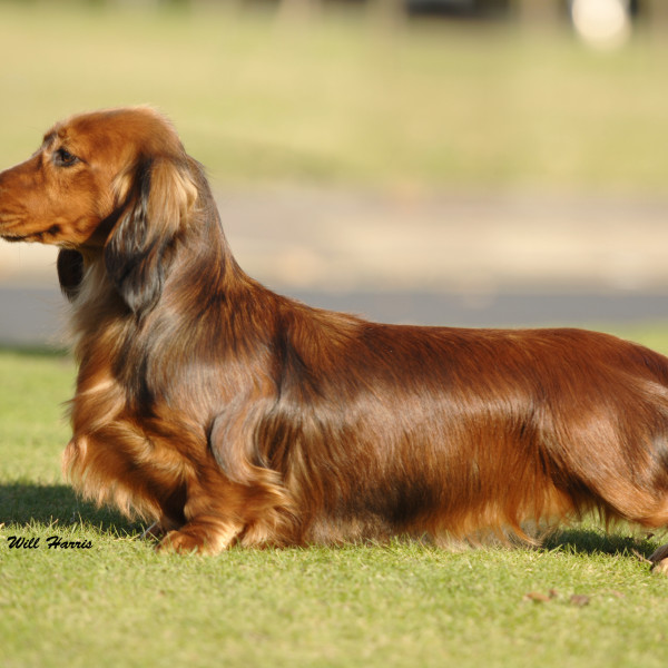 Zarcrest Gabriela Sabatini At Darsoms