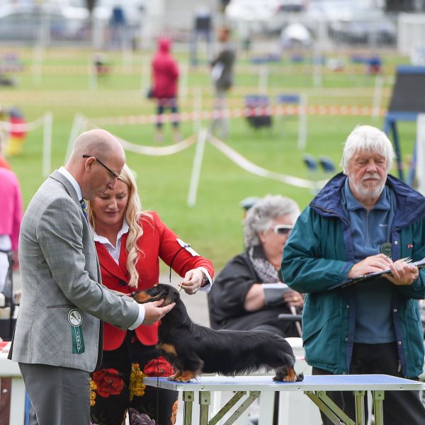 Ch (UK, SZ & DK) Zarcrest Black Smith W18