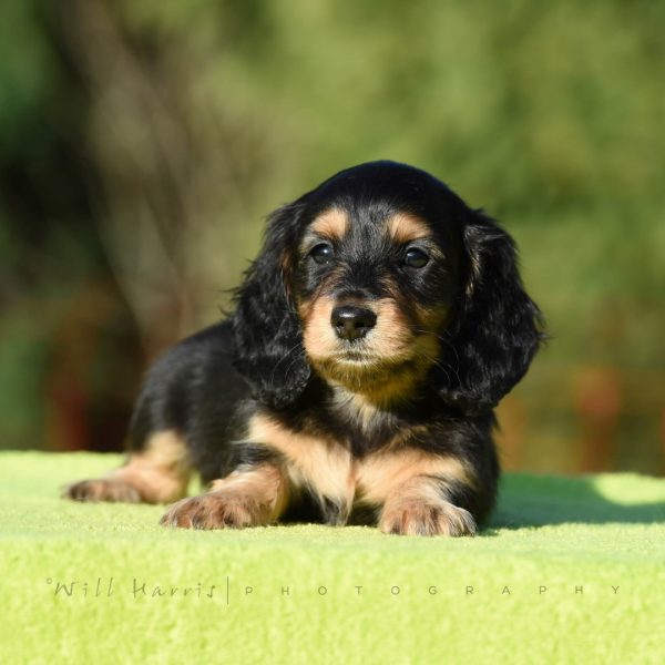 Ch Zarcrest Black Brewer