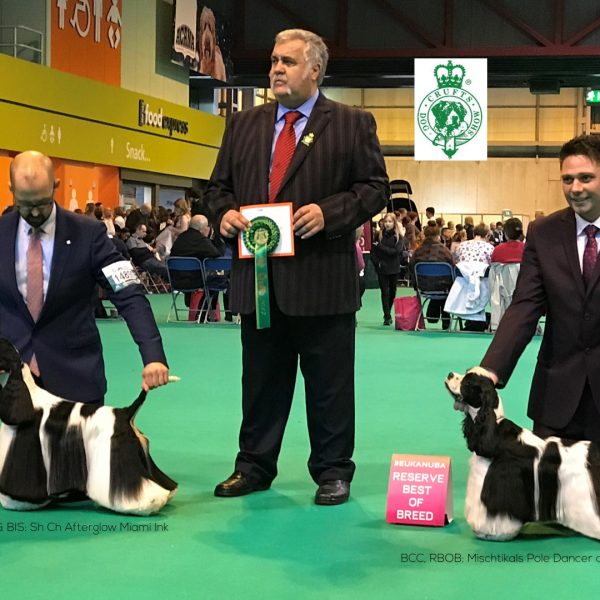 Sh Ch Mischtikals Pole Dancer at Zarcrest - CRUFTS BCC, RBOB 2017
