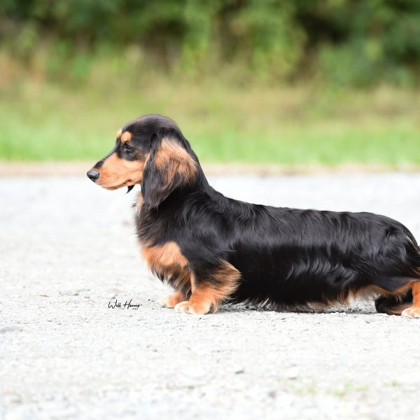 Ch Zarcrest Black Brewer