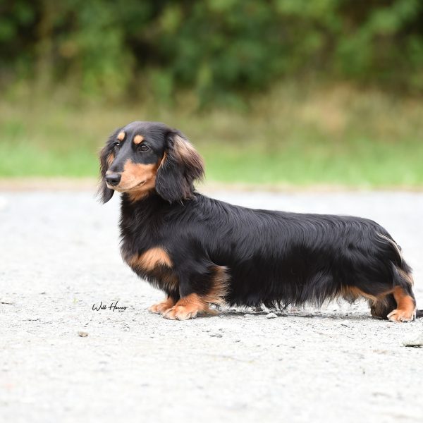 Ch (UK, SZ, DK) Zarcrest Black Smith, W18, Alpensieger 18.