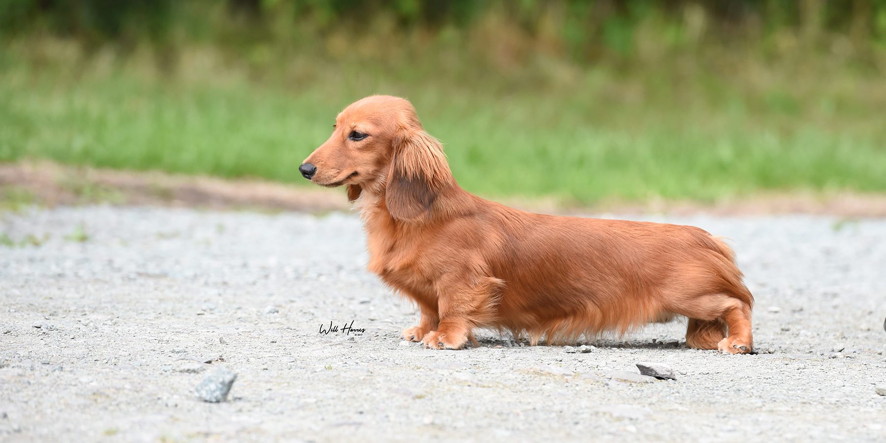 Zarcrest Gold Business