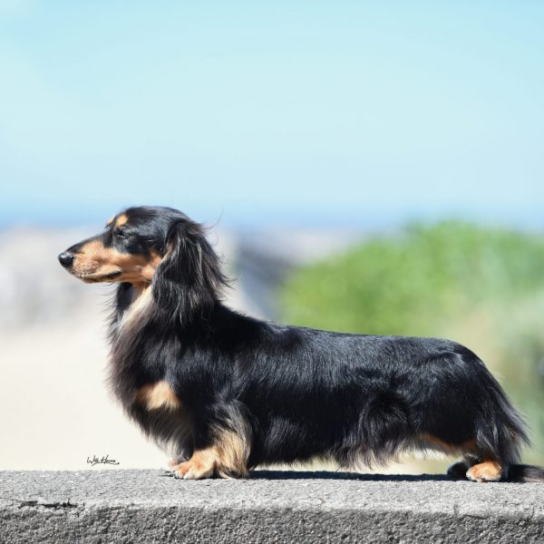 Ch (UK, SZ, DK) Zarcrest Black Smith, W18, Alpensieger 18.