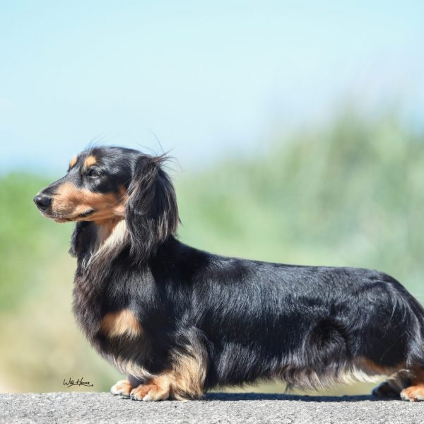 Ch (UK, SZ, DK) Zarcrest Black Smith, W18, Alpensieger 18.