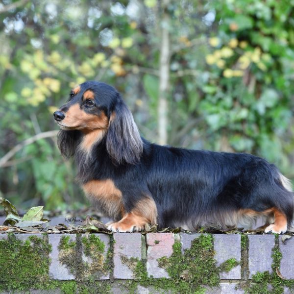 Ch Zarcrest Black Brewer