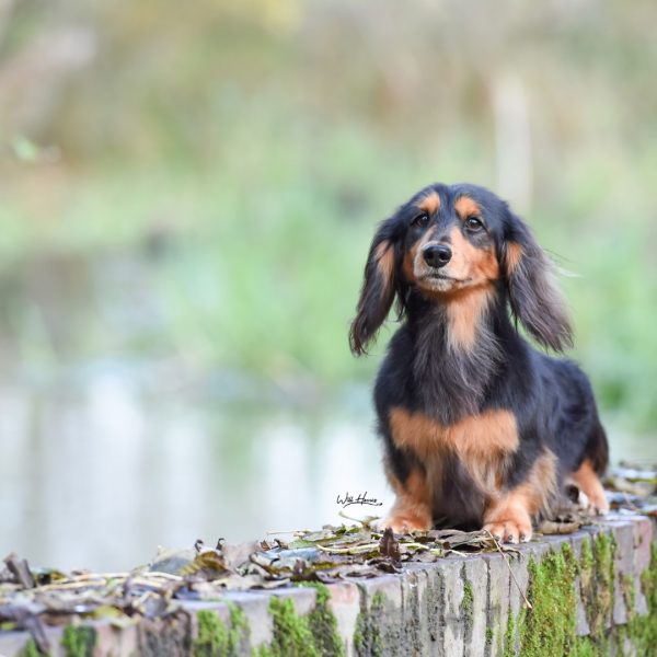 Ch Zarcrest Black Brewer