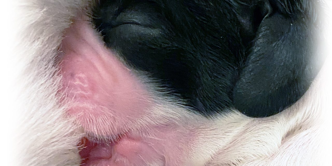 Zarcrest American Cocker Baby