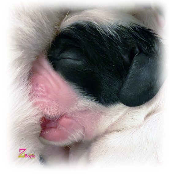 Zarcrest American Cocker Baby