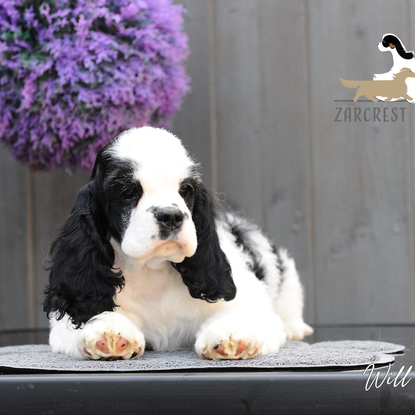 Zarcrest Panda Monium