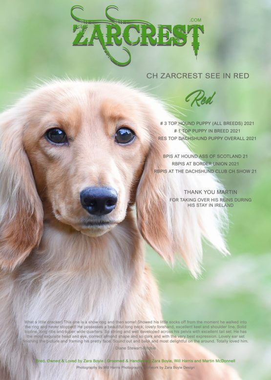 Ch Zarcrest See in Red _ Advert July 2022
