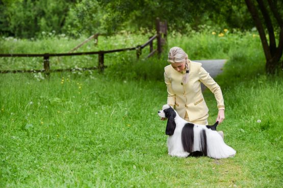 Sh Ch Zarcrest Panda Monium