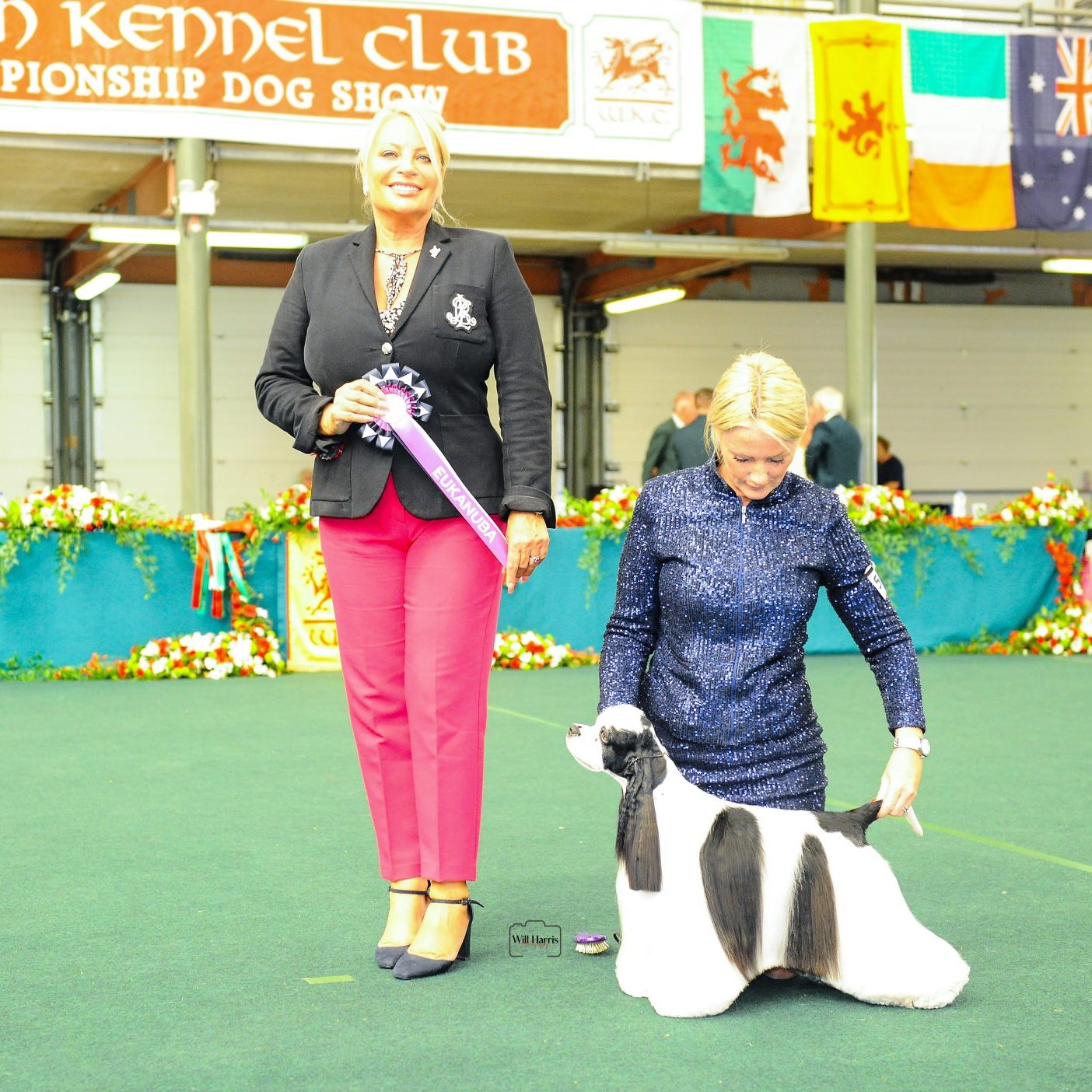 Sh Ch Zarcrest Panda Monium, winning the Eukanuba Champion Stakes Heat overall at WKC 23.