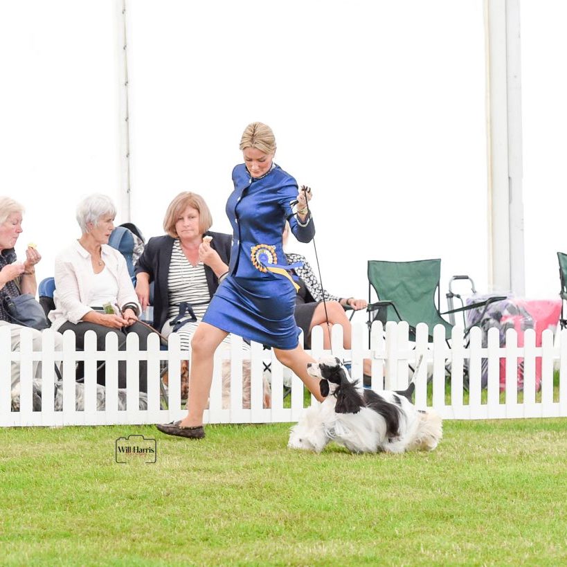 SH CH ZARCREST PANDA MONIUM 1